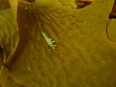Roburnella wilsoni