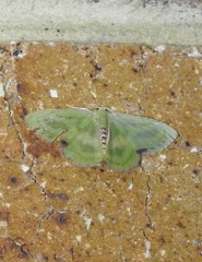 Metallochlora lineata