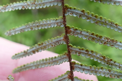 Gleichenia inclusisora