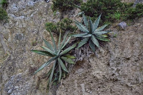 Agave xylonacantha