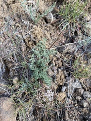 Lomatium canbyi