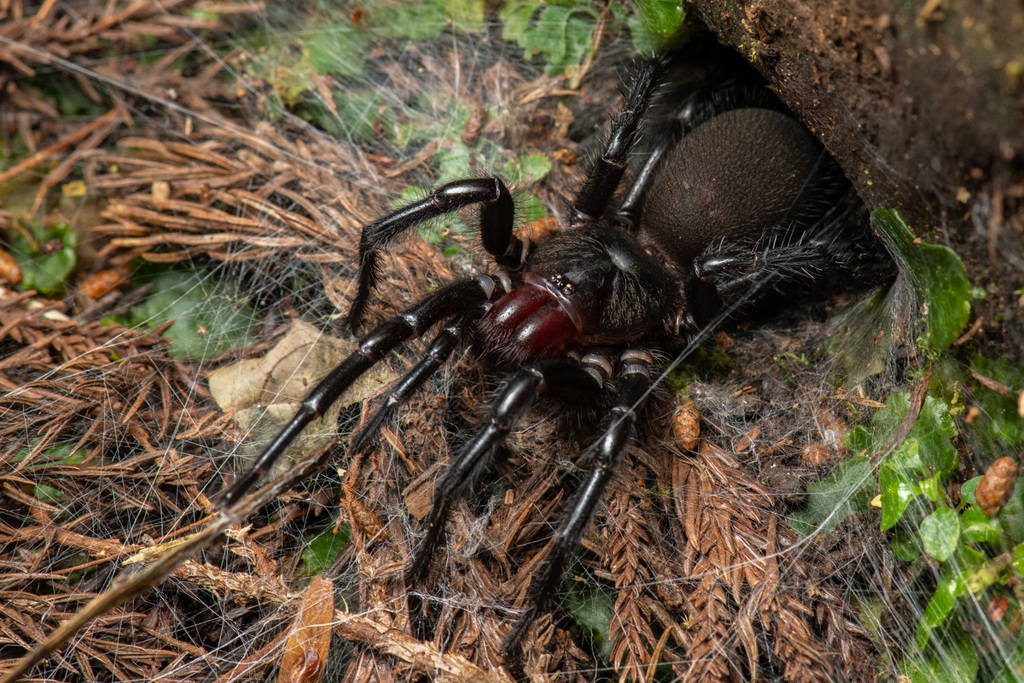 Northern Tunnel Spiders