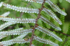 Gleichenia inclusisora