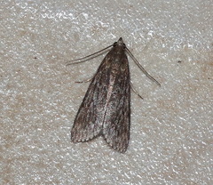 Hypsipyla robusta
