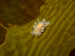Caldukia affinis