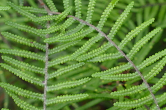 Gleichenia inclusisora