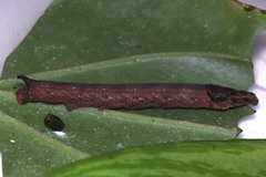Eupanacra