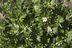 Anemonastrum protractum