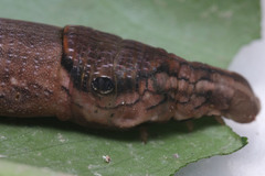 Eupanacra