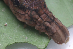 Eupanacra