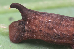 Eupanacra