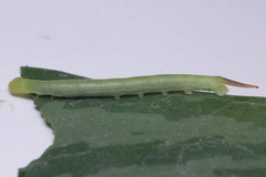 Eupanacra