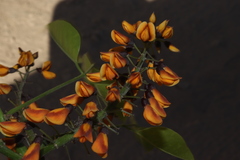 Platymiscium trifoliolatum