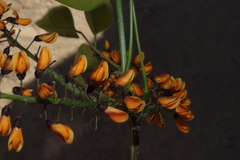 Platymiscium trifoliolatum