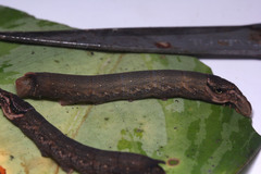 Eupanacra