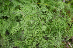 Gleichenia inclusisora