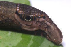 Eupanacra