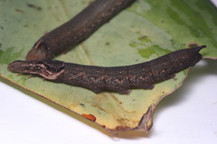 Eupanacra