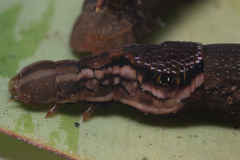 Eupanacra