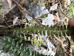 Polystichum deltodon