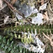 Polystichum deltodon - Photo (c) 劉恩 En Liu, algunos derechos reservados (CC BY-NC), subido por 劉恩 En Liu