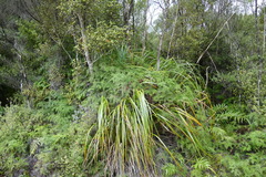 Gleichenia inclusisora