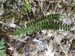 Polystichum deltodon