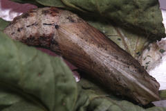 Eupanacra
