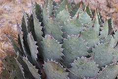 Agave guadalajarana