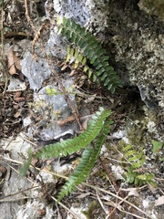 Polystichum deltodon