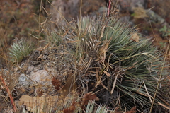 Agave rzedowskiana