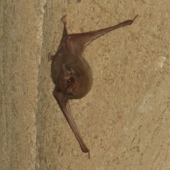 Coleura afra