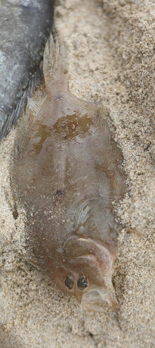 Deep flounder (Pseudorhombus elevatus) — Paralichthyidae