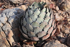 Agave guadalajarana