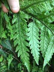 Tectaria gaudichaudii