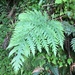 Gaudichaud's Halberd Fern - Photo (c) thatplantguy, some rights reserved (CC BY-NC), uploaded by thatplantguy