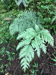 Tectaria gaudichaudii