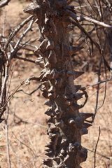 Amphipterygium molle