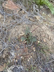 Lomatium canbyi