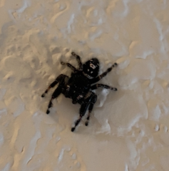 Phidippus audax