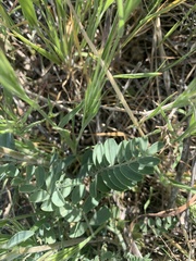 Astragalus douglasii