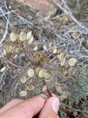 Lomatium canbyi