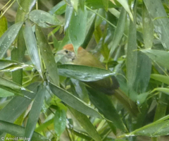 Hylophilus poicilotis