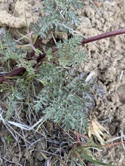 Lomatium canbyi