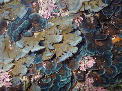 Zonaria aureomarginata