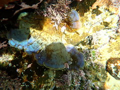 Zonaria aureomarginata