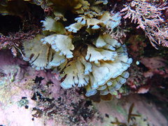 Zonaria aureomarginata