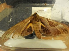 Coequosa triangularis