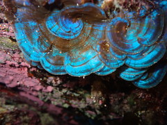 Distromium flabellatum