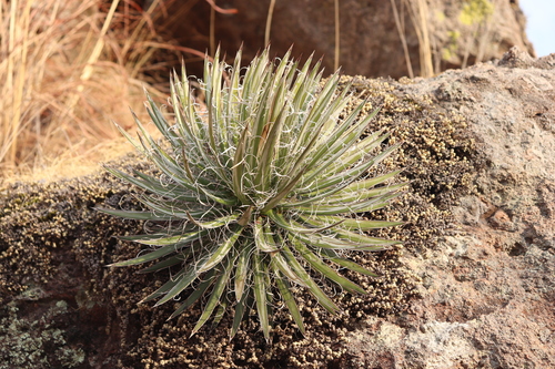 Agave schidigera